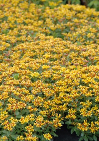 SEDUM kamtschaticum